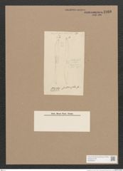 Pleurosigma sp. (de-Toni-Nr.: Genus 13) Zeichnungen Sammlung Grunow Nr. 2166 (NHMW-BOT-W0369224)